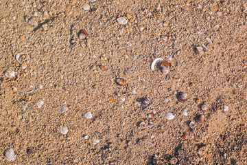 Sea shells on sand. Summer beach background
