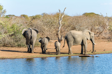 Fototapeta premium Elephants in Kruger National Park, South Africa