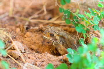 Toad hibernate.