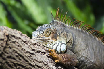 Iguane