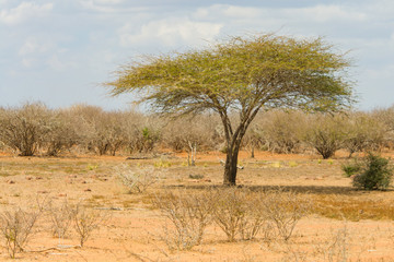 Landscape in Kruger National Park, South Africa