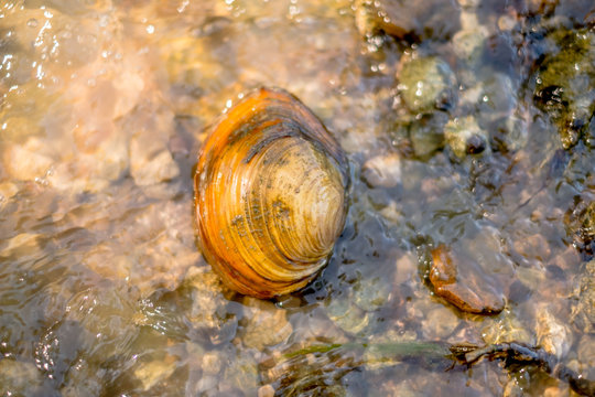 Shell on the river shore