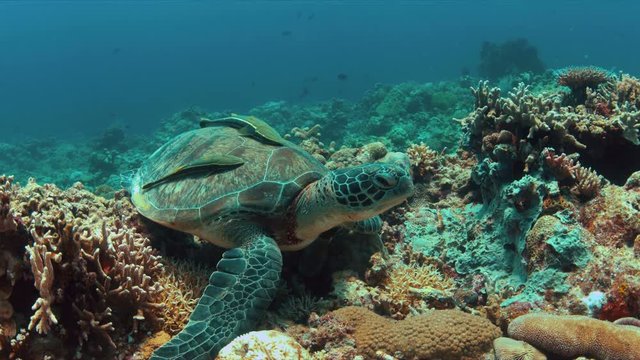 Green Sea turtle with two Sharksuckers on a colorful coral reef. 4k footage