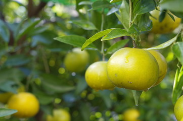 朝露が滴る柚子