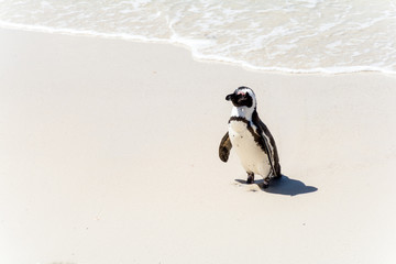 Fototapeta premium African Penguins in Simons Town, South Africa