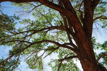 Obraz premium Capitol Reef National Park