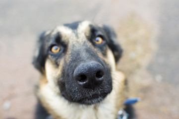 dog face closeup
