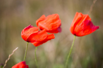 Poppies field in windy weather