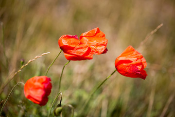 Obraz premium Poppies field in windy weather