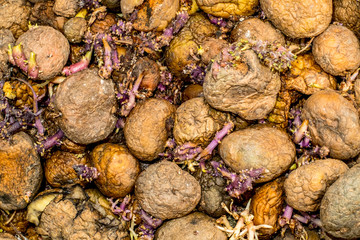 Sprouting potatoes cornered