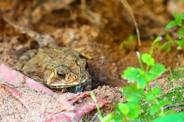 Toad hibernate.