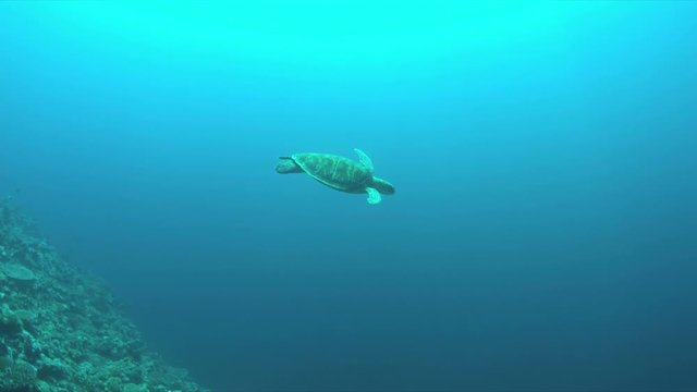 Green Sea turtle swims on a colorful coral reef. 4k footage