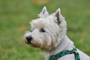 Westhighland white Terrier Profil Portrait