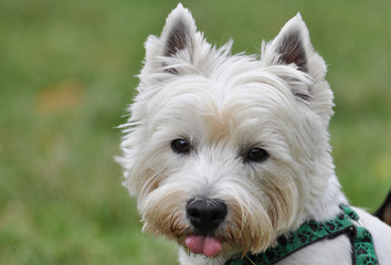 Westhighland white Terrier zeigt Zunge