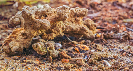 Strange shapes on the beach