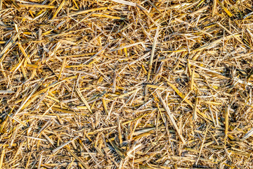 Ground covered with mowed wheat ears and straw. Abstract texture background. 