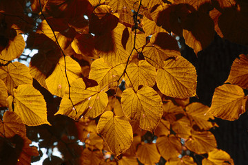 Autumn leaves