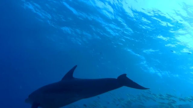 Two adult Bottlenose Dolphins passing by in the Red Sea