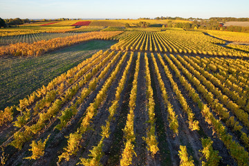 Paysage de vigne en Anjou