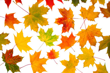 Autumn maple leaves