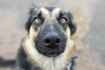 Fototapeta premium dog face closeup