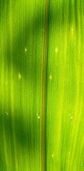 Sunlight through the leaves of corn