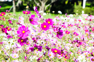 コスモス