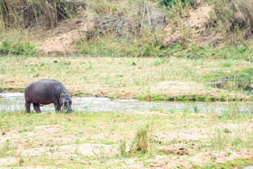 Hippopotamus in Kruger National Park, South Africa