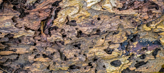 texture of traces of termites eat wood, closeup view.