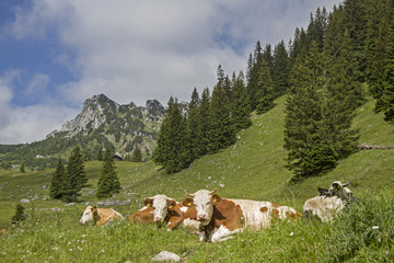 Kühe mit Ruchenköpfe im Hintergrund