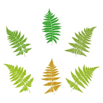 Set of fern  silhouettes. Vector.