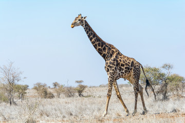 Giraffes in Kruger National Park, South Africa