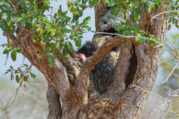 Leopard kill porcupine on tree in Kruger National Park, South Af