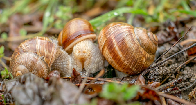 The meeting of snails.