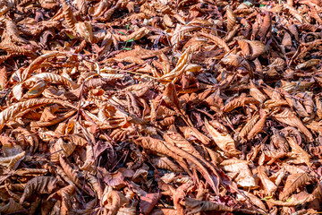 The surface of the ground in the park, completely covered with fallen leaves of chestnut brown color