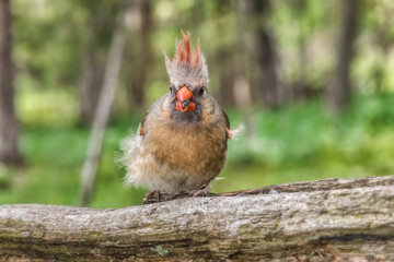 Juvenile Male Cardinal