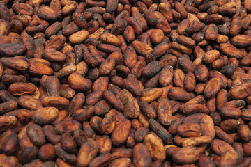 Cocoa beans