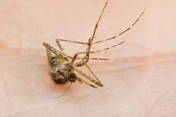 mosquito dead on hand