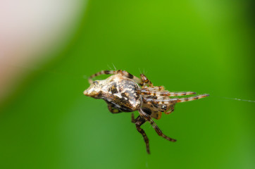 Fototapeta premium A jumping spider hanging on web with green background.