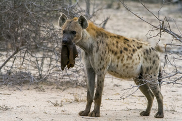 Hayena in Greater Kruger National Park, South Africa