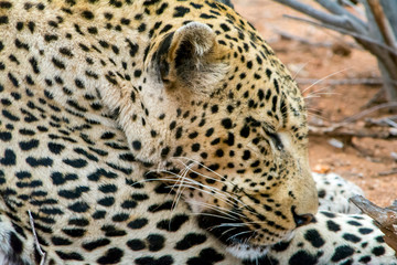 Fototapeta na wymiar African Leopard in greater Kruger National Park, South Africa