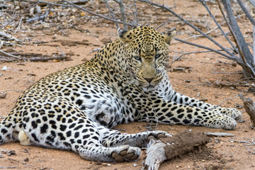 Fototapeta na wymiar African Leopard in greater Kruger National Park, South Africa