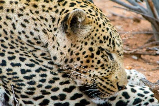 African Leopard in greater Kruger National Park, South Africa