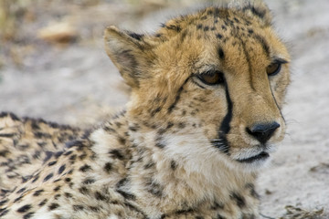 Cheetah in Kruger National Park, South Africa