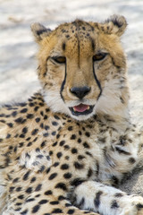 Cheetah in Kruger National Park, South Africa