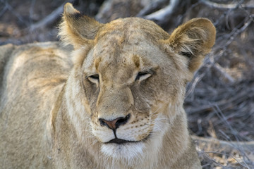 Fototapeta premium Pride of lions in Greater Kruger National Park, South Africa