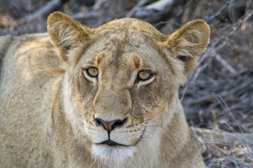Pride of lions in Greater Kruger National Park, South Africa