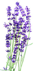 Lavender flowers in closeup isolated on white background