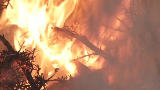 Close up on large brush fire with the sound of evergreen needles crackling.