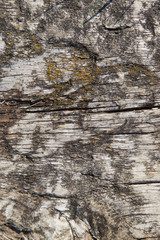 Aged dry wood texture with cracks, background